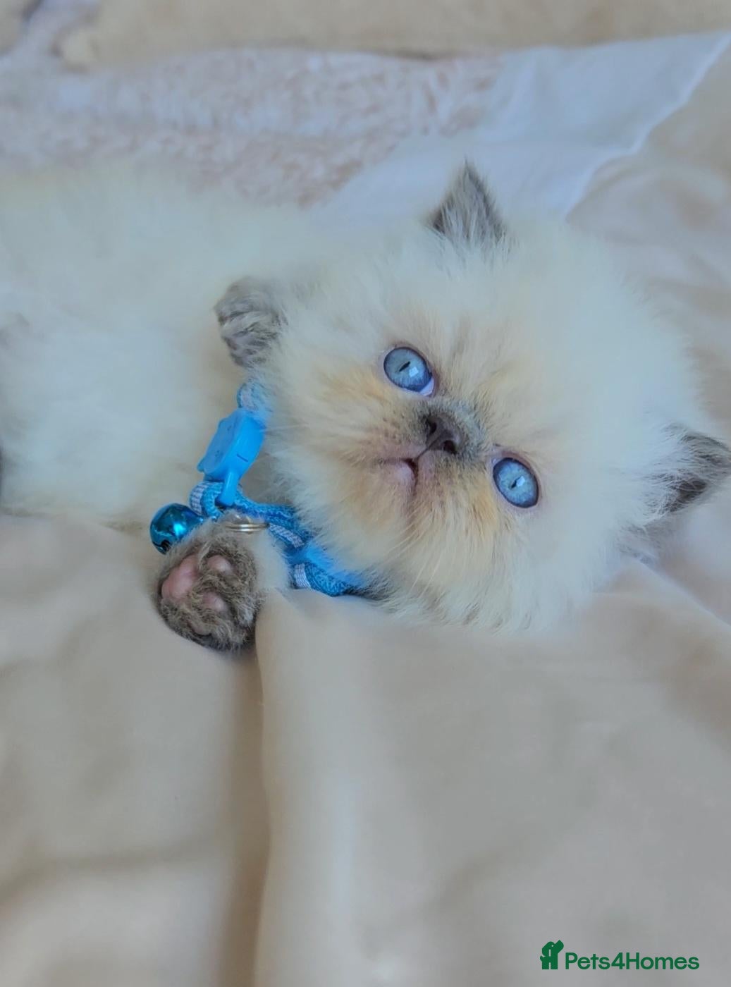 Persian cats Stunning Top Quality Persian Kittens  - Advert 10