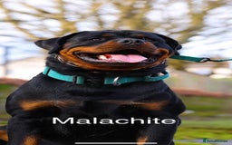 Rottweiler dogs for sale: Beautiful Purebred Rottweiler Puppy - Image 10