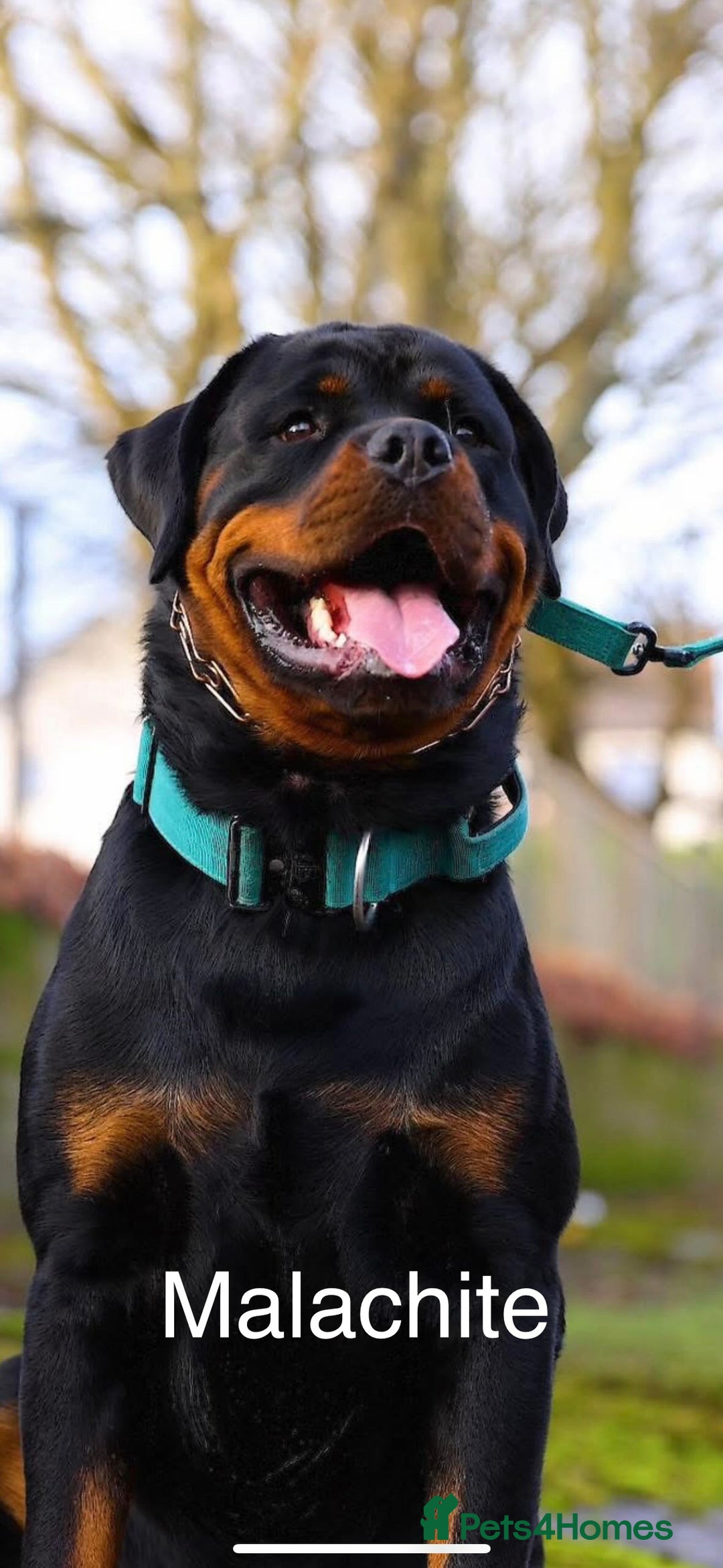 Rottweiler dogs for sale: Beautiful Purebred Rottweiler Puppy - Image 10