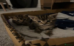 British Shorthair cats for sale: Boy and a girl kitten - Image 4