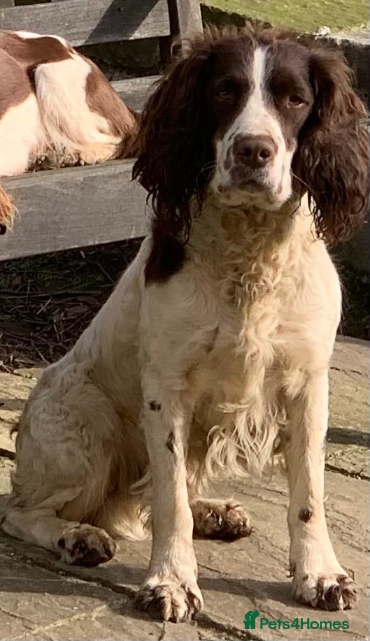 English Springer Spaniel dogs Duke of Summerisland ( Rytex stock ) in Darlington - Advert 8