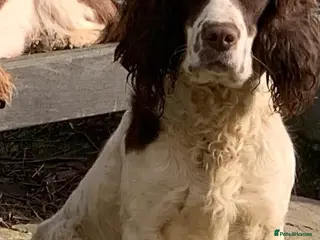 English Springer Spaniel dogs Duke of Summerisland ( Rytex stock ) - Advert 1