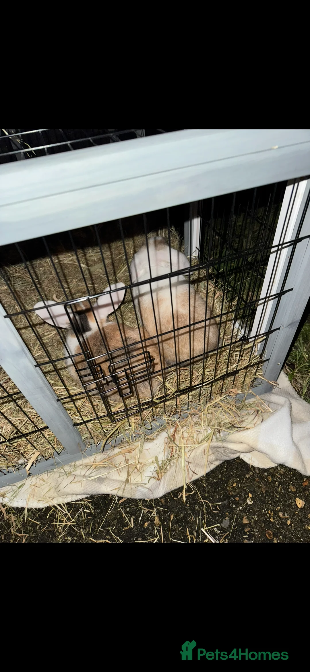Mixed Breed rabbits for sale: Two Female Bunnies - Advert 3