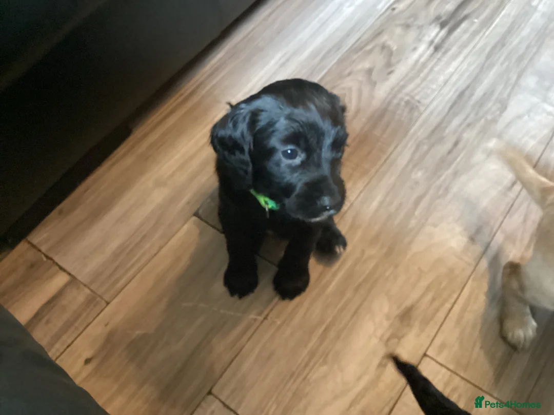 Cocker Spaniel dogs for sale: Cocker spaniel pups  - Advert 2