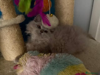 British Longhair cats British Longhair Lilac - Advert 3