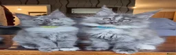 Maine Coon cats for sale: XXL pedigree kittens ready on the 20th of June - Advert 5