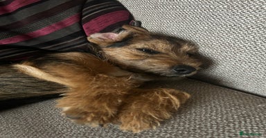 Mixed Breed dogs Border Terrier x Jack Russell - Advert 6