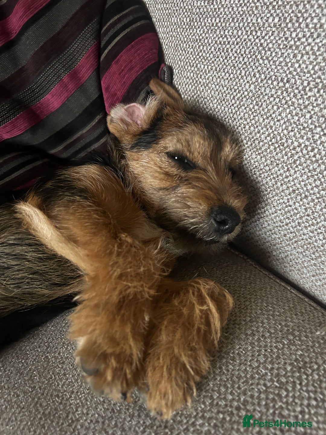 Mixed Breed dogs for sale: Border Terrier x Jack Russell - Advert 2