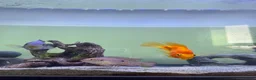 Other/Mixed Breed fish for sale: Tank & fish for sale  - Advert 3