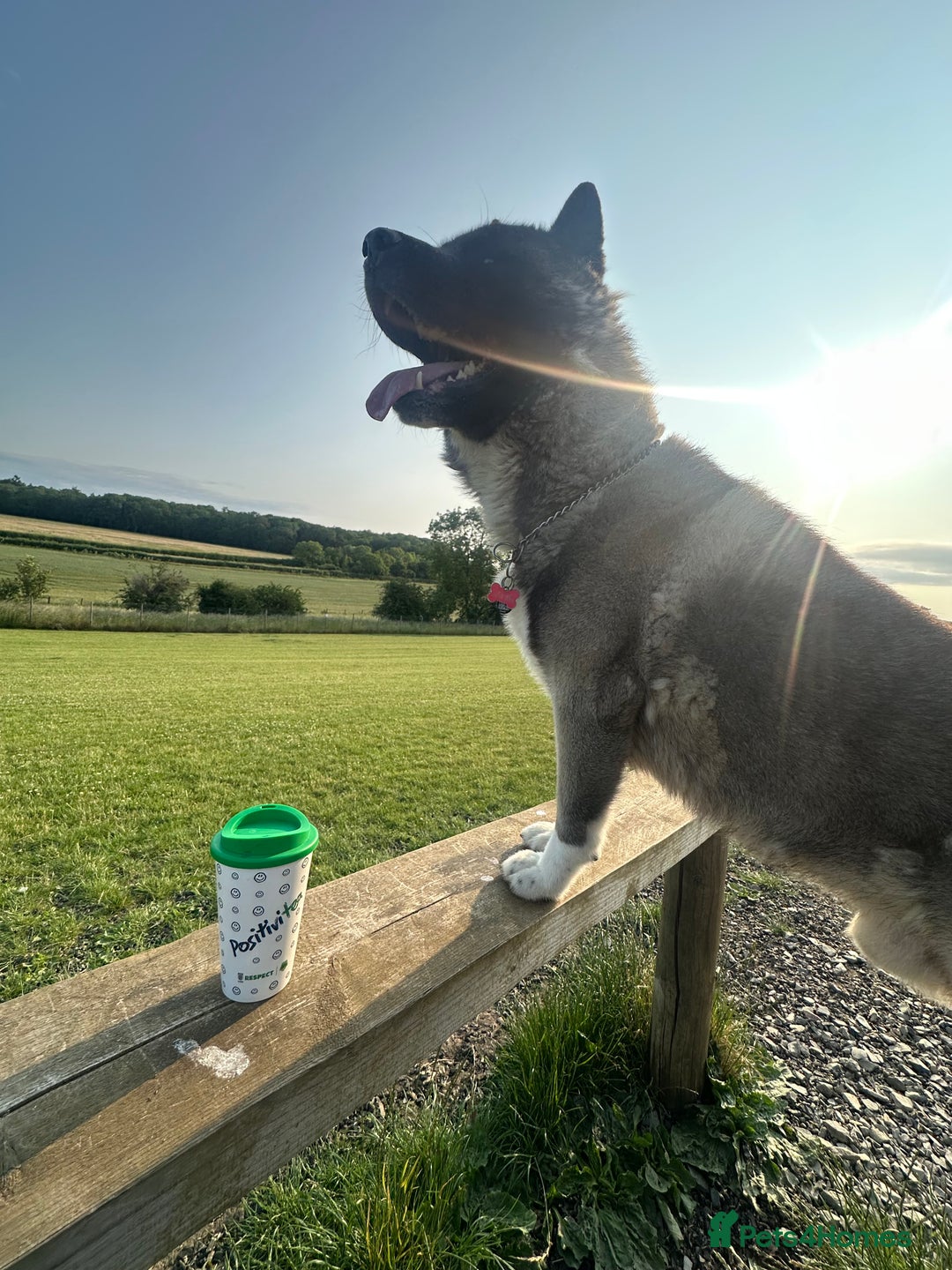 Akita dogs for sale: 4 year old Akita  - Image 3