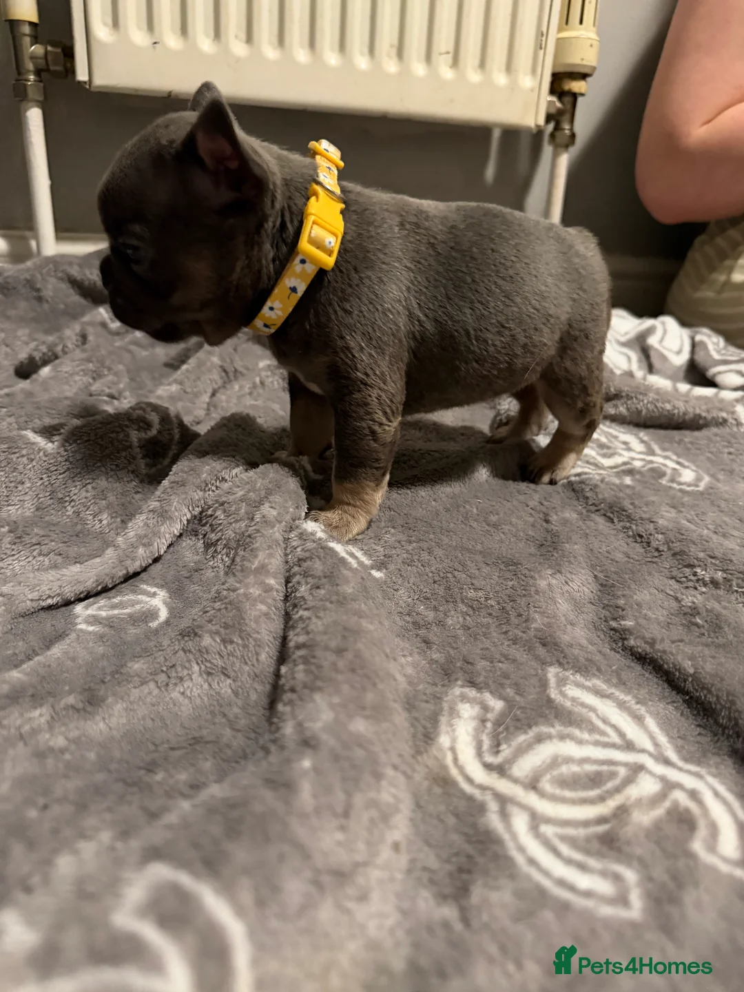 French Bulldog dogs for sale: French bulldogs  - Advert 26