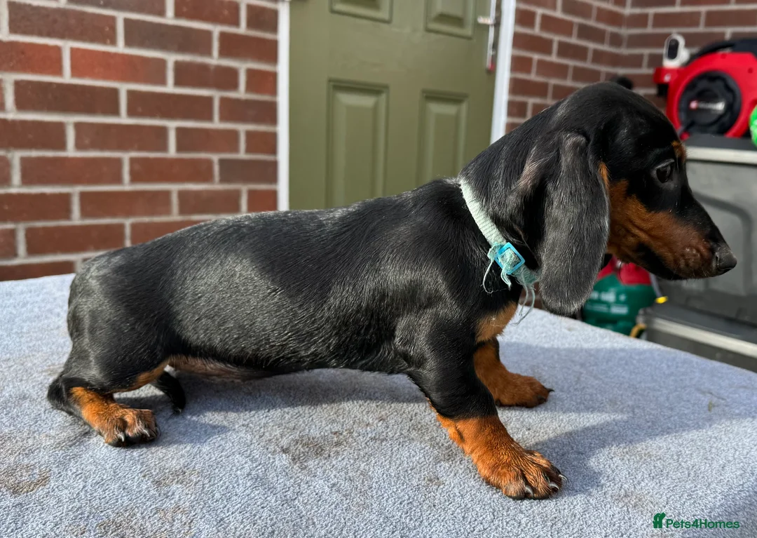 Dachshund dogs for sale: Dachshund puppies standard, wired-haired & smooth - Advert 17