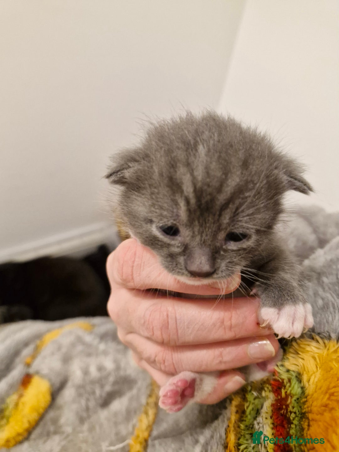 Mixed Breed cats for sale: Bengal BSH Cross Kittens - Advert 18