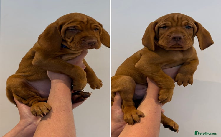 Hungarian Vizsla dogs - Advert 2