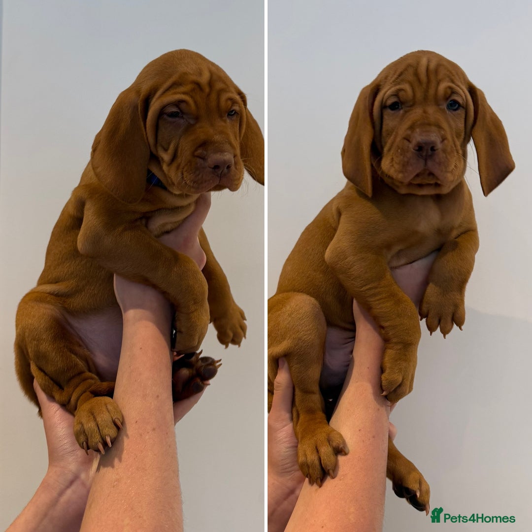 Hungarian Vizsla dogs for sale: KC registered Hungarian Vizsla puppies - Image 1