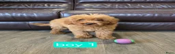 Cavapoo dogs for sale: Adorable F1B Cavapoo puppies for sale  - Advert 8