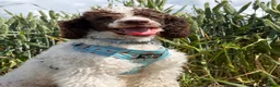 Miniature Poodle dogs for sale: Beautiful parti miniature poodle - Advert 9