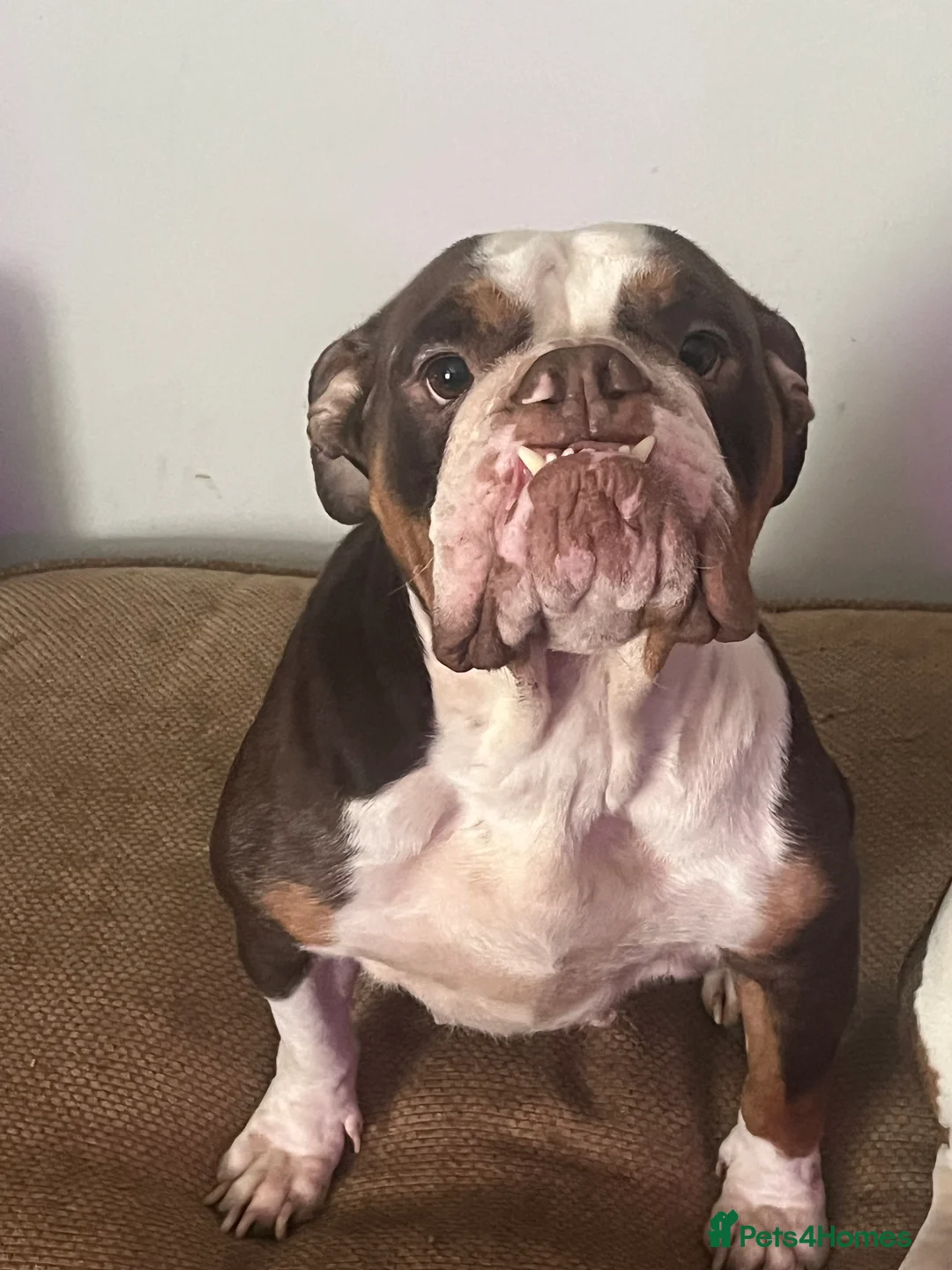 Mixed Breed dogs for sale: Last few remaining looking for forever homes! in Southport - Advert 4