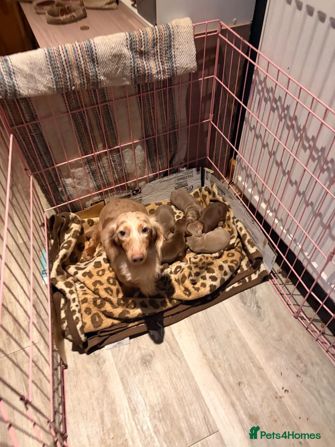 Dachshund dogs for sale: Standard/miniature dachshund  - Advert 10
