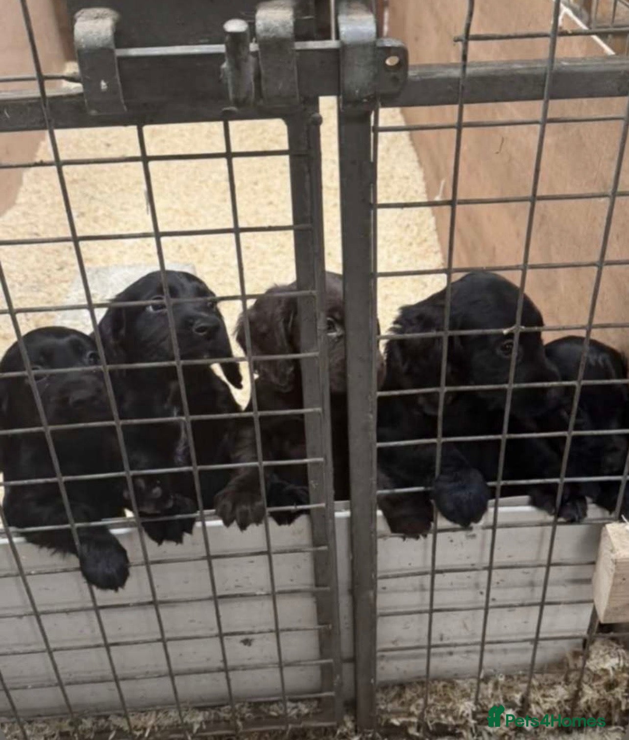 Cocker Spaniel dogs 4 stunning cocker spaniel black boys  - Advert 1