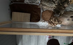 Hamster rodents for sale: Dwarf hamster  - Image 9
