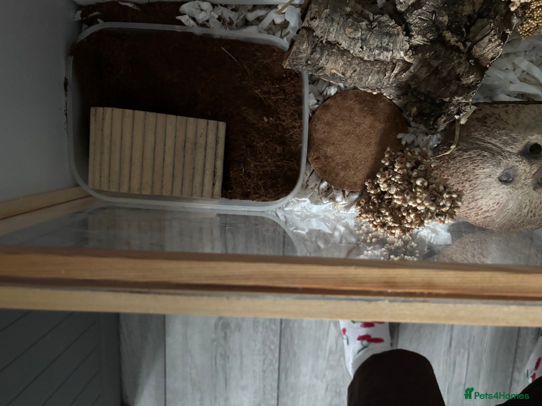 Hamster rodents for sale: Dwarf hamster  - Image 9