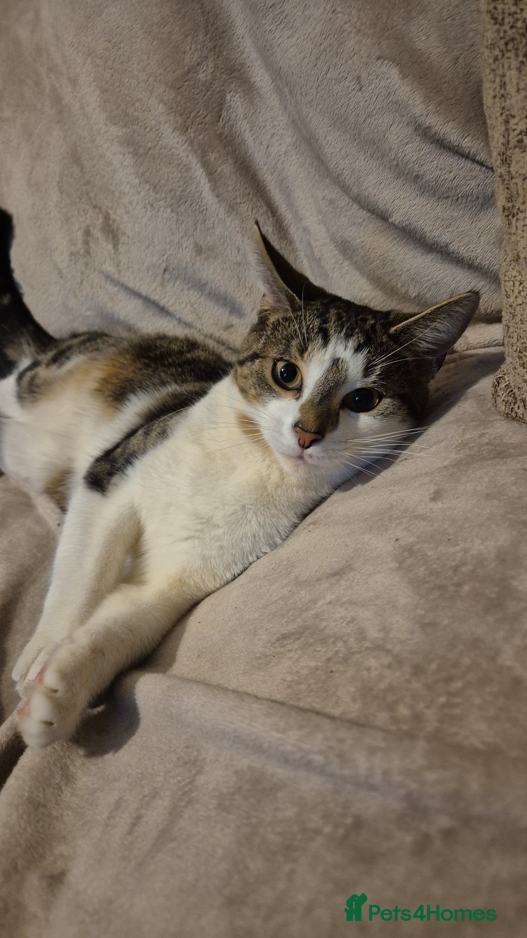 Tibetan cats for sale: Beautiful male cat - Advert 2