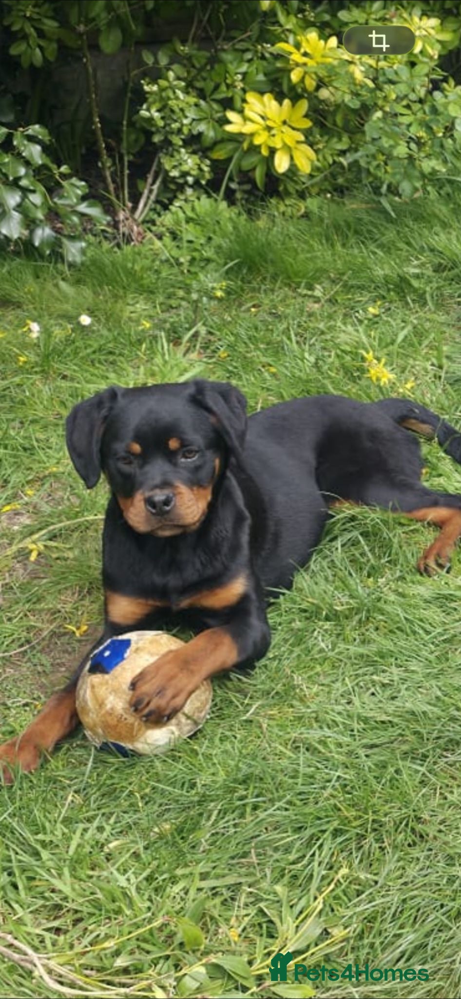 Rottweiler dogs KC ROTTWEILER  - Advert 3