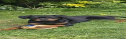 Rottweiler dogs for sale: KC Top ROTTWEILER Puppies , German blood - Advert 18