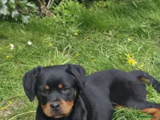 Rottweiler dogs KC ROTTWEILER - Advert 18