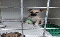 Mixed Breed dogs for adoption: OZZY, a Lovely Puppy Boy - for a Loving Home - Image 12