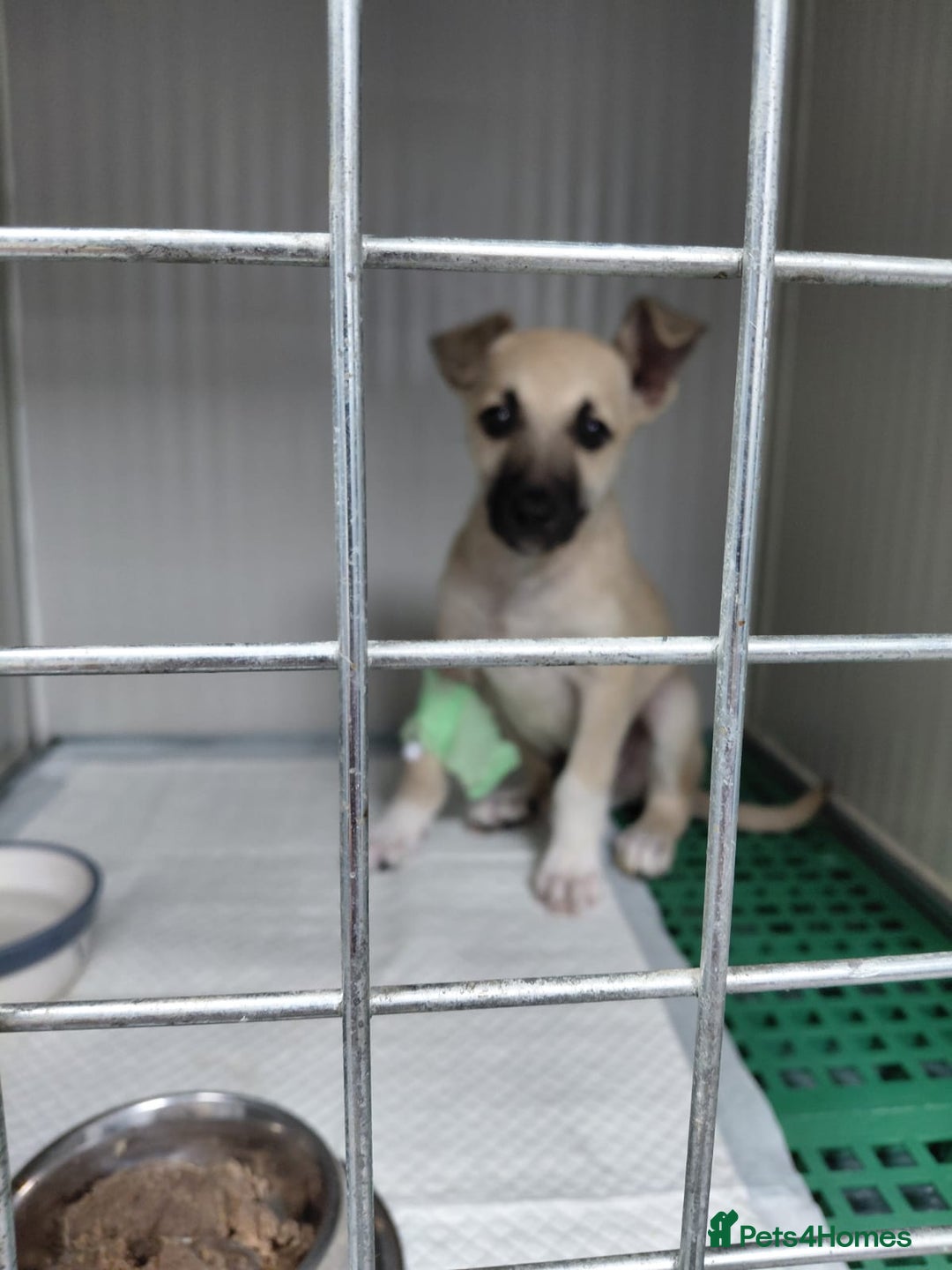 Mixed Breed dogs for adoption: OZZY, a Lovely Puppy Boy - for a Loving Home - Image 12