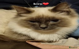 Ragdoll cats for sale: Stunning pure ragdoll male ❤️ - Image 6