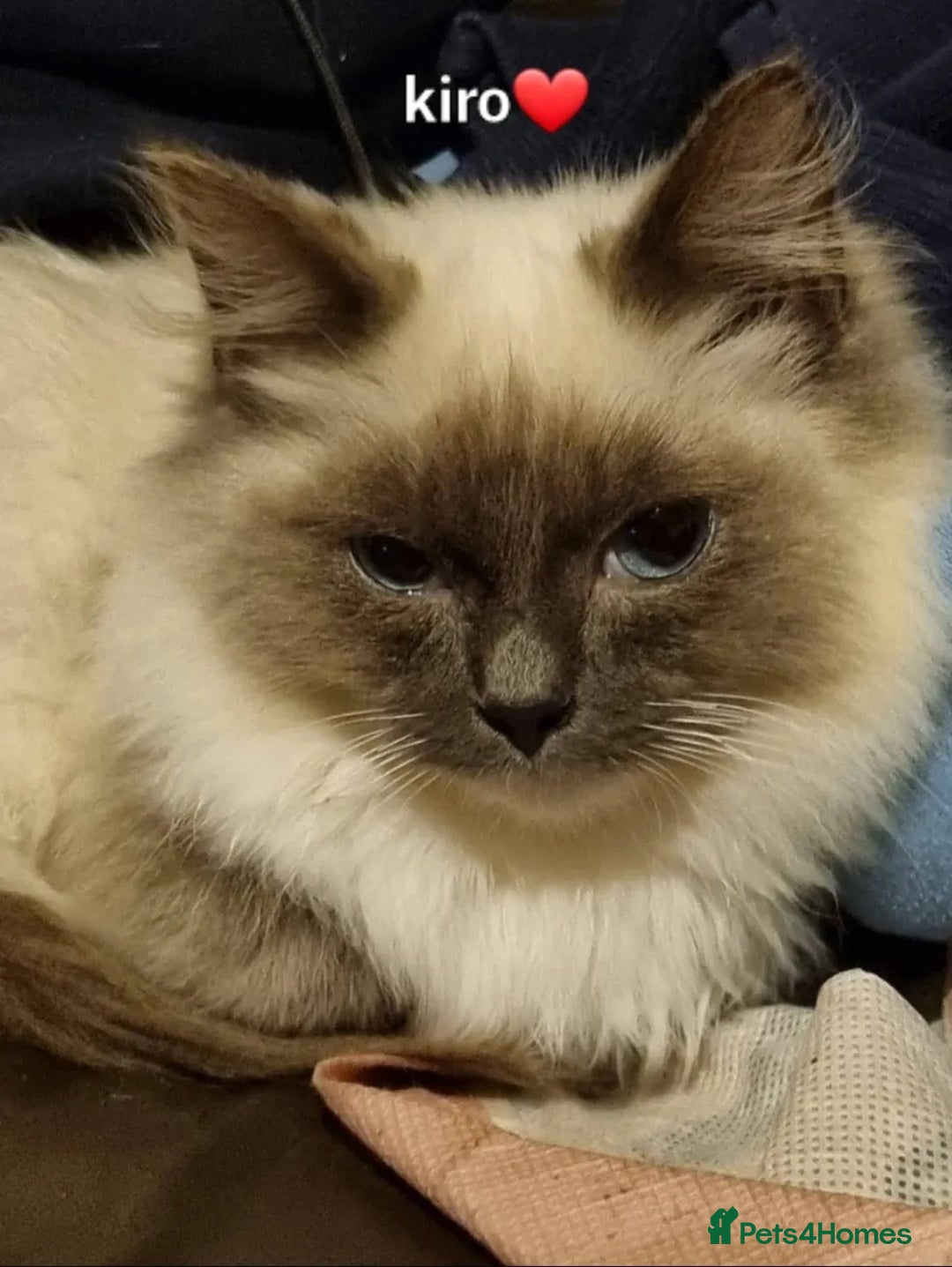 Ragdoll cats for sale: Stunning pure ragdoll male ❤️ - Image 6