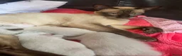 Tonkinese cats for sale: Tonkinese x Raagdoll -Tonkdoll - Advert 4