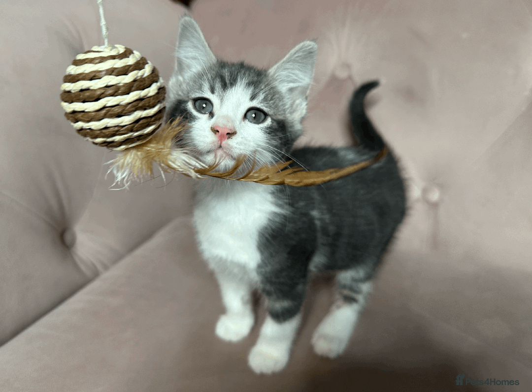 Mixed Breed cats for sale: One beautiful blue & white girl left - Advert 2