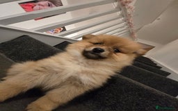 Pomeranian dogs for sale: Sweet puppies  - Image 8