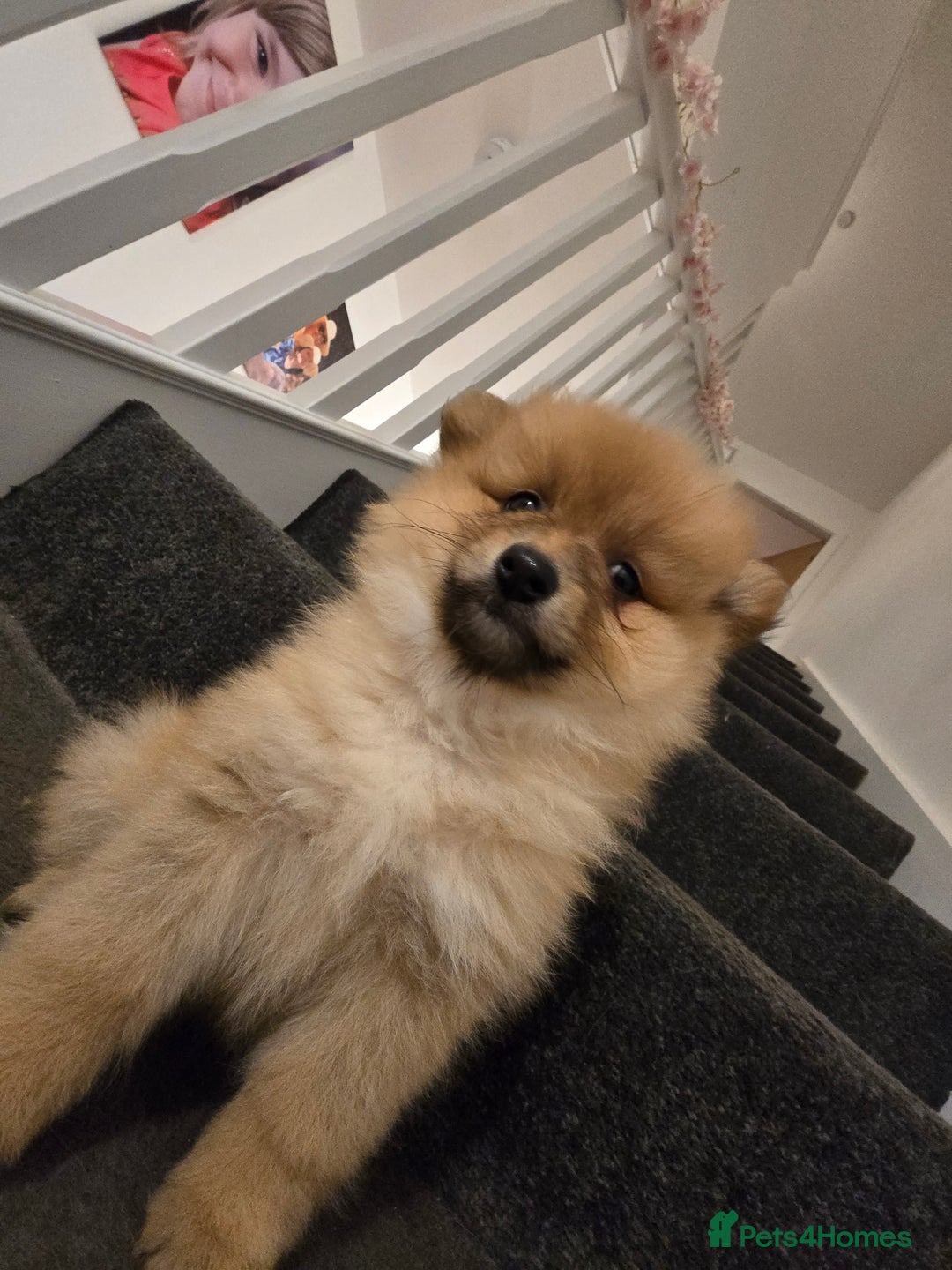 Pomeranian dogs for sale: Sweet puppies  - Image 8
