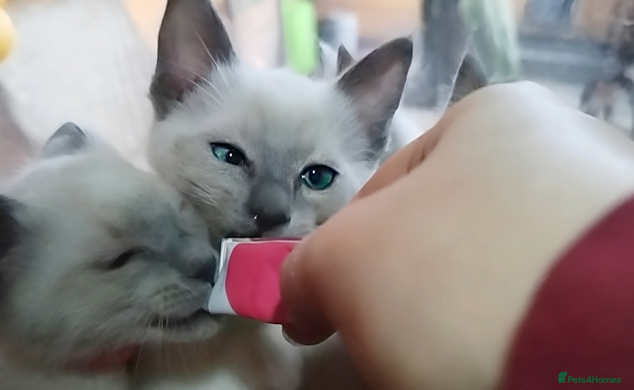 Siamese cats ONE KITTEN LEFT! READY TO LEAVE TODAY! - Advert 5