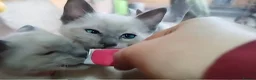 Siamese cats for sale: ONE KITTEN LEFT! READY TO LEAVE TODAY! - Advert 1