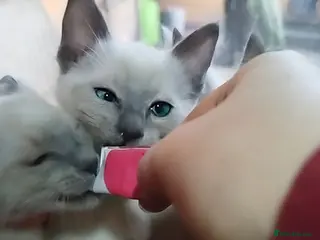 Siamese cats READY TO LEAVE! STUNNING BLUE EYED KIITTENS - Advert 17
