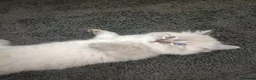 Ragdoll cats for sale: 🌸🌸 BEAUTIFUL RAGDOLL 🌸🌸ALL AVAILABLE 🌸🌸 - Advert 11