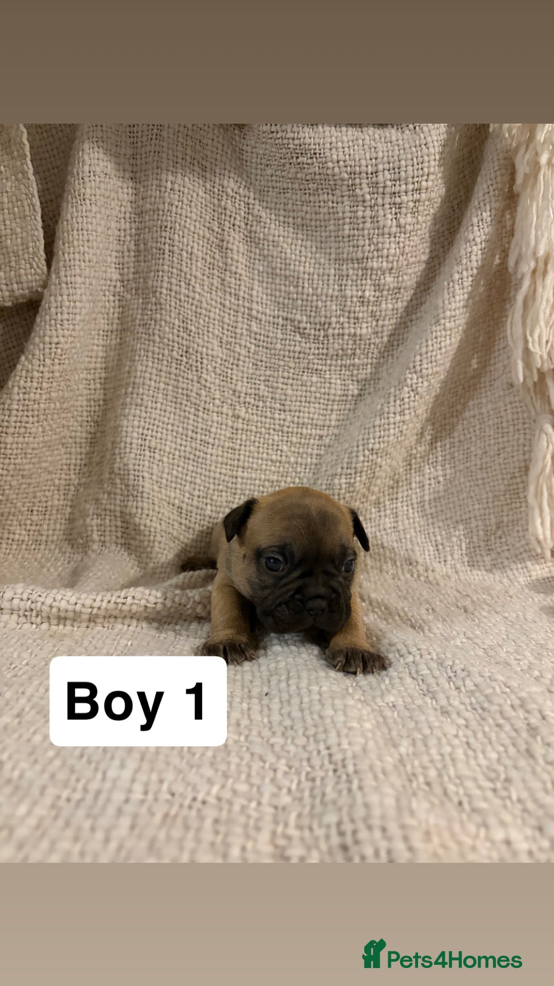 French Bulldog dogs for sale: French bulldog puppies - Advert 3