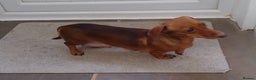 Miniature Dachshund dogs for sale: Miniature dachshund pups for sale - Advert 2