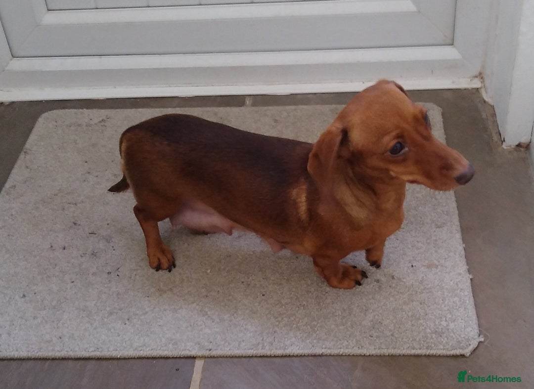 Miniature Dachshund dogs for sale: Miniature dachshund pups for sale - Advert 2