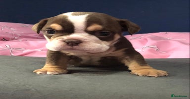 English Bulldog dogs - Advert 1