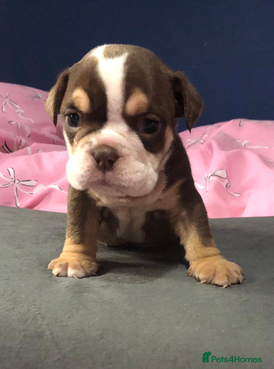 English Bulldog dogs for sale: New English bulldogs - Image 5