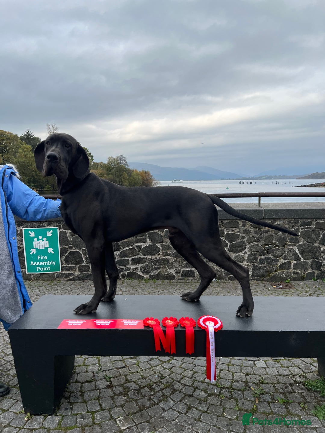 Great Dane dogs for stud: RKC Black Great Dane stud - Advert 3