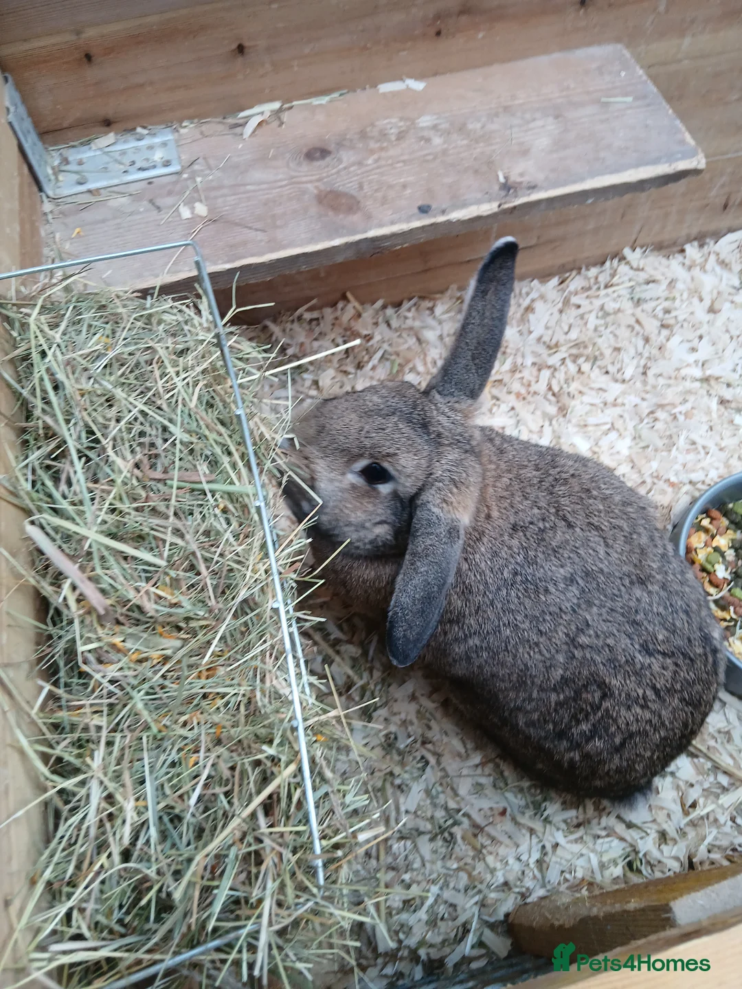 Mixed Breed rabbits for sale: 2 lop eared rabbits and cage - Advert 1