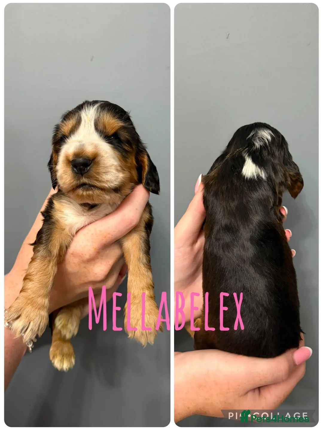 Cocker Spaniel dogs for sale: KC, HEALTH TESTED 5* SHOW COCKER PUPS - Advert 9